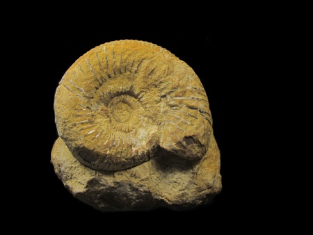 Ammoniteの写真素材