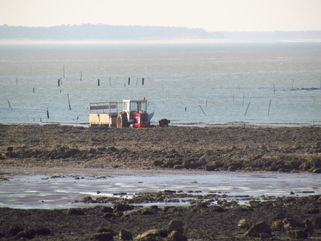 tractor of oyster in the seaの写真素材