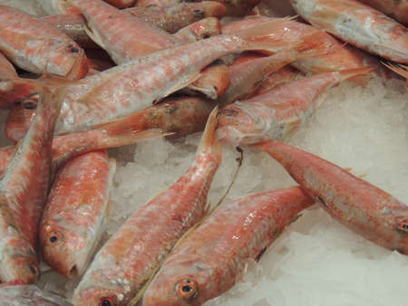 red mullets or surmulletsの写真素材