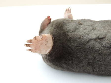 Mole Talpa europaeaの写真素材