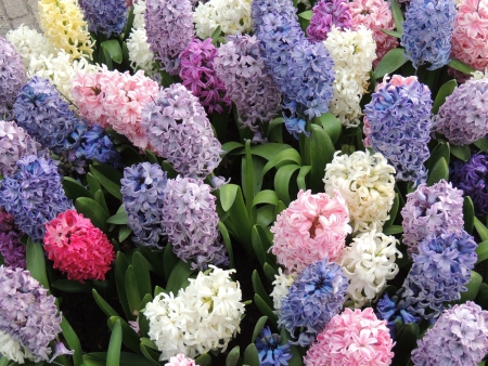 Hyacinthsの写真素材