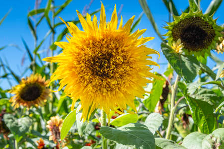 Close up of a sunflowerの写真素材