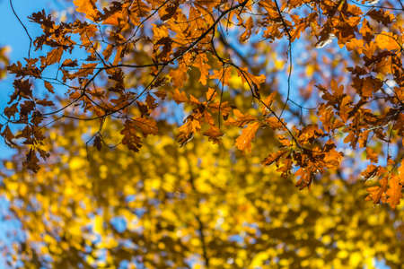 Picture of maple and oak tree leaves in fall
