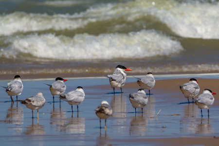 Caspian tern wadding on lake Michigan shore