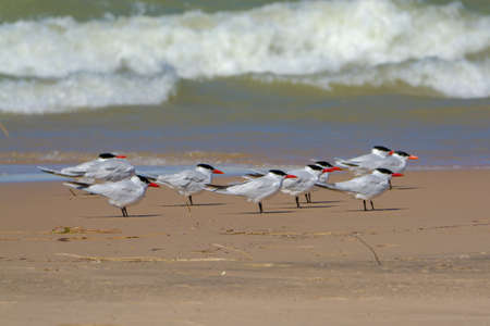 Caspian tern flock wadding on lake Michigan shoreの写真素材