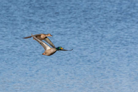 Pair of mallard duck flying over the Huron riverの写真素材