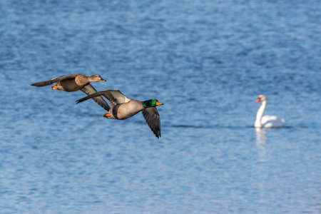 Pair of mallard duck flying over the Huron riverの写真素材