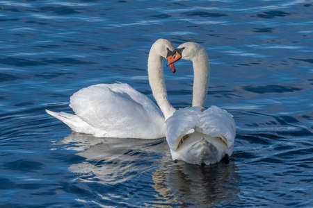 Pair of mute swans, swimming on the Huron riverの写真素材