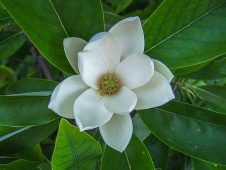 White magnolia flower closeupの写真素材