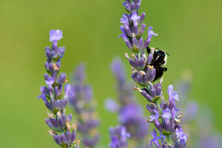 Closeup of a bumblebee pollinating a lavender flower - Michigan