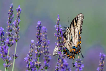 Closeup of a Canada tiger swallowtail butterfly pollinating a lavender flower - Michiganの写真素材