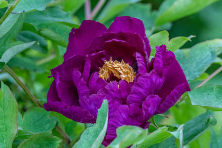 details of a peony flower - Ann Arbor - Michiganの写真素材