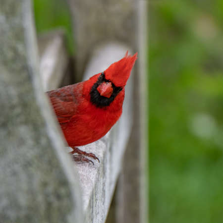 Male Northern Cardinal bird in Michigan - USAの写真素材