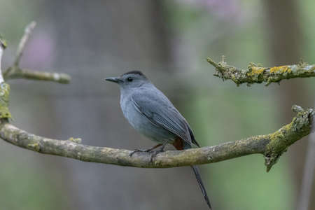 Male Grey Catbird bird in Michigan - USA
