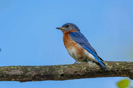 Male eastern bluebird in Michigan - USAの写真素材