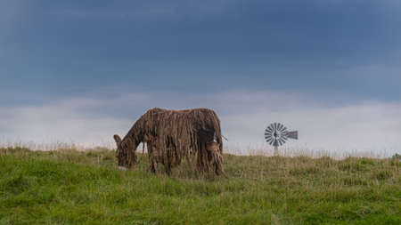 Baudet du Poitou donkey in the Michigan countryside - Michigan - USAの写真素材