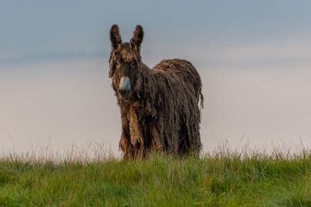 Baudet du Poitou donkey in the Michigan countryside - Michigan - USAの写真素材