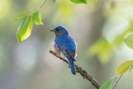 Male eastern bluebird in Michigan - USAの写真素材