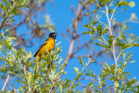 Male Baltimore oriole singing perched on a branch - Michigan