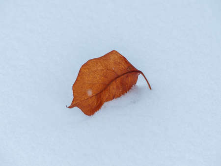 close up of a leaf on freshly fallen snow