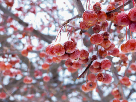 close up of red berries under the snow