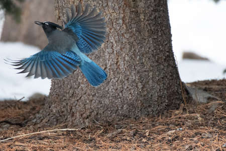 Steller's Jay in flight - Frisco - Colorado - USAの写真素材