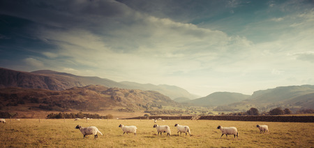 A sheep farm in the Lake District, UKの写真素材