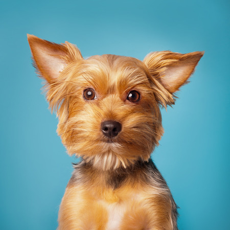 Yorkshire Terrier on a blue backgroundの写真素材