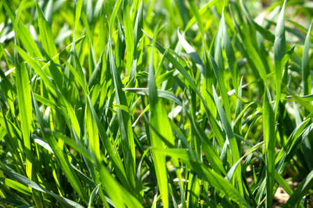 Close up of blades of grass in a green fieldの写真素材