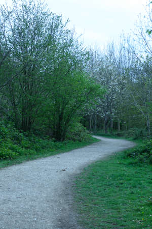 Beautiful English woodland scene with light coming though the trees.の写真素材