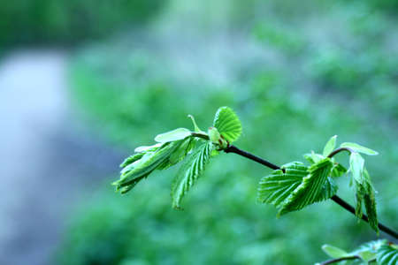 Green leaves beging to grow showing spring is here.の写真素材
