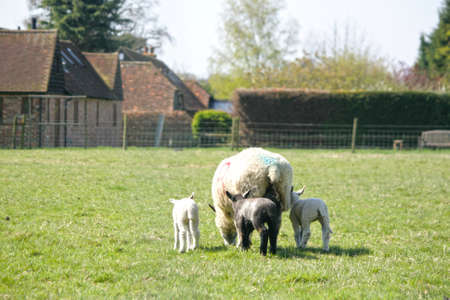 Spring lambs feeding with the mother sheep.の写真素材