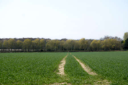 Trails left by the tractor after sowing the seed in the fieldの写真素材