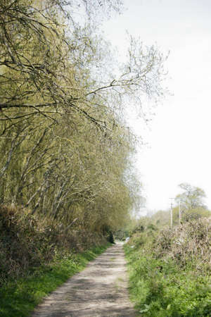 Beautiful English woodland scene with light coming though the trees.の写真素材