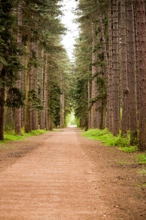 Beautiful English woodland scene with light coming though the trees.の写真素材