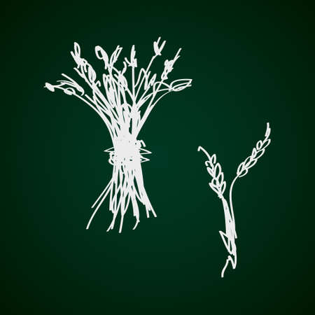 Simple hand drawn doodle of a sheaf of wheatのイラスト素材