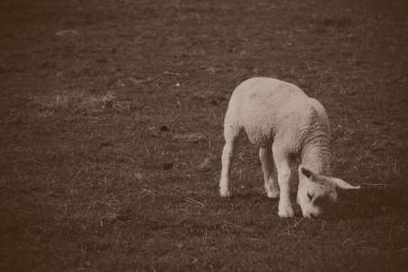 Lambs in a field in the Chilternsの写真素材