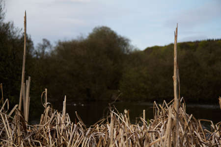 Rushes along a river bank in the Chilterns, Englandの写真素材