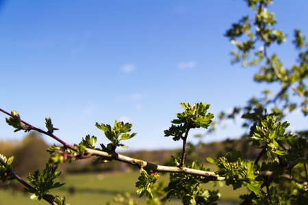 Close up of thorn bush against a blue skyの写真素材