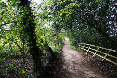 View along a county path in the Chilterns, England