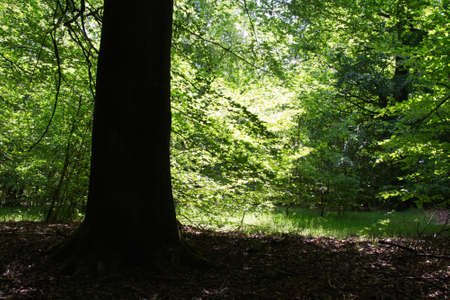 Looking through the trees in an English wood