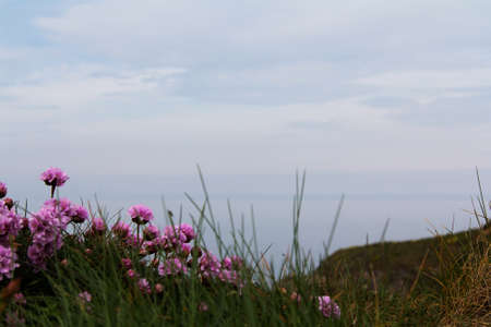 Flowers along the costal path in Cornwallの写真素材