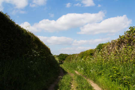 Country path with hedges on either sideの写真素材