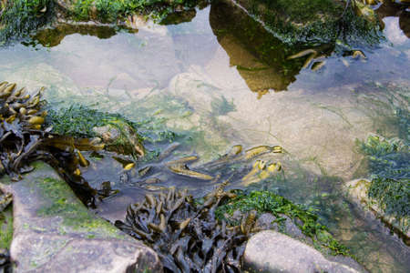 Close up of a water trapped in the rocksの写真素材
