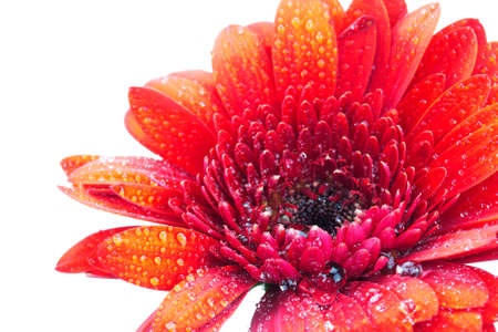 Close up of a red gerbera daisyの写真素材