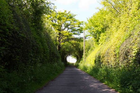 Country path with hedges on either sideの写真素材