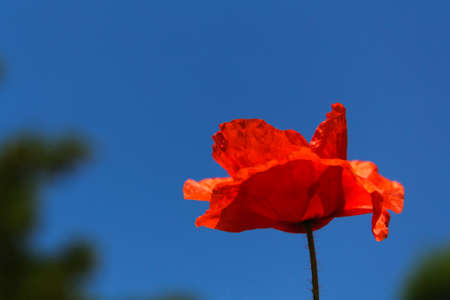 Bright red poppy with a blurred backgroundの写真素材