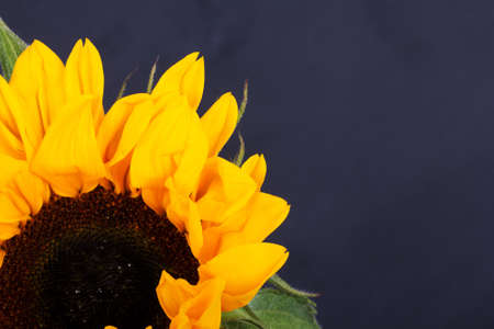 Bright yellow sunflower on against a rustic backgroundの写真素材