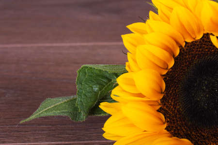Bright yellow sunflower on against a rustic backgroundの写真素材