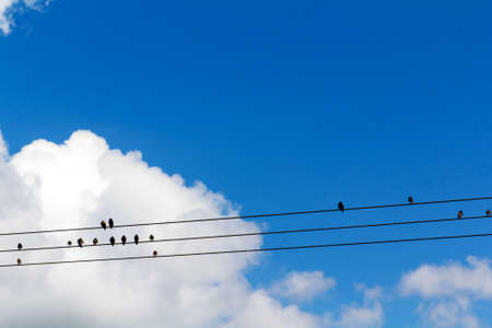 Birds sitting on wires against a blue sky with cloudsの写真素材